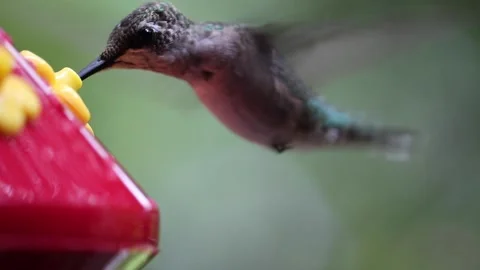 Female Ruby-Throated Hummingbird drinks nectar from hummingbird feeder - GH016 Stock Footage 201689350