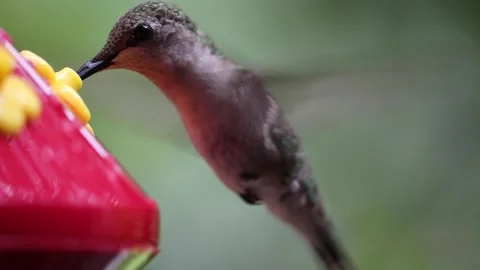 Female Ruby-Throated Hummingbird drinks nectar from hummingbird feeder - GH015 Stock Footage 201689400