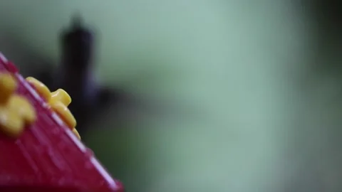 Female Ruby-Throated Hummingbird drinks nectar from hummingbird feeder - GH014 Stock Footage 201689533