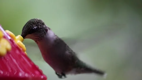Female Ruby-Throated Hummingbird drinks nectar from hummingbird feeder - GH018 Stock Footage 201689554