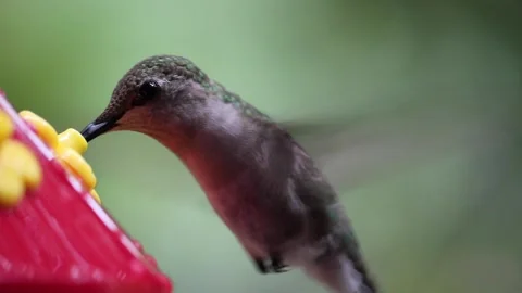 Female Ruby-Throated Hummingbird drinks nectar from hummingbird feeder - GH019 Stock Footage 201689571