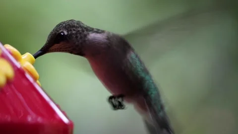 Female Ruby-Throated Hummingbird drinks nectar from hummingbird feeder - GH020 Stock Footage 201689582