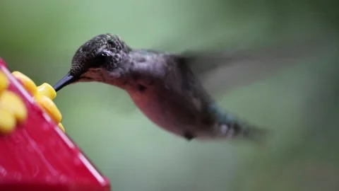 Female Ruby-Throated Hummingbird drinks nectar from hummingbird feeder - GH017 Stock Footage 201689592