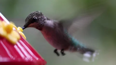 Female Ruby-Throated Hummingbird drinks nectar from hummingbird feeder - GH022 Stock Footage 201689607