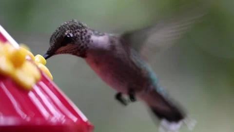 Female Ruby-Throated Hummingbird drinks nectar from hummingbird feeder - GH023 Stock Footage 201689616