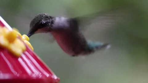 Female Ruby-Throated Hummingbird drinks nectar from hummingbird feeder - GH021 Stock Footage 201689686