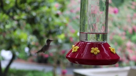 Female Ruby-Throated Hummingbird drinks nectar from hummingbird feeder - GH026 Stock Footage 201689824
