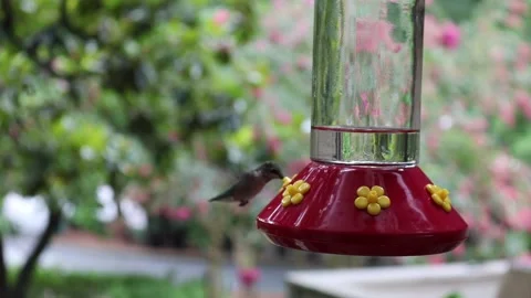 Female Ruby-Throated Hummingbird drinks nectar from hummingbird feeder - GH027 Stock Footage 201689825