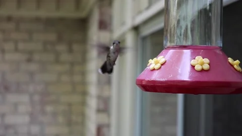 Female Ruby-Throated Hummingbird drinks from feeder  - GH001 Stock Footage 201690999