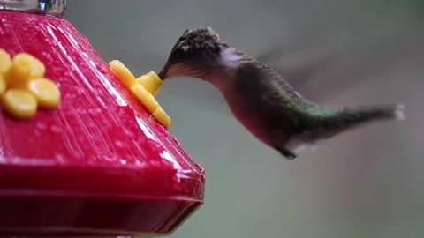 Female Ruby-Throated Hummingbird drinks nectar from hummingbird feeder - GH004 Stock Footage 201691058