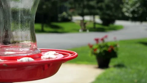 Female Ruby Throated Hummingbird eating at a red bird feeder Stock Footage 137347997