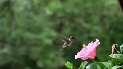 Female Ruby-throated Hummingbird feeding on a pink Hibiscus flower Stock Footage 315660587