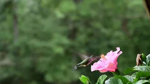 Female Ruby-throated Hummingbird feeding on a pink Hibiscus flower in a garden Stock Footage 315660599