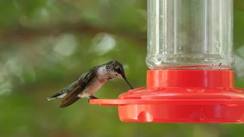 Female Ruby Throated Hummingbird Stock Footage 114989292