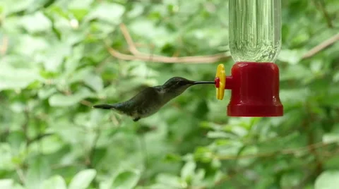 Female Ruby Throated Hummingbird hovers next to bird feeder Stock Footage 40363643