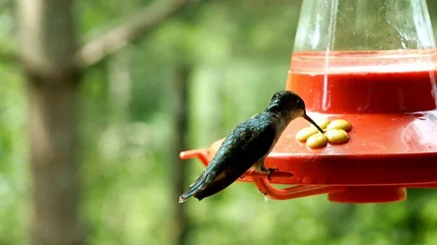 Female Ruby Throated Hummingbird hovers and perches at feeder Stock Footage 94597126