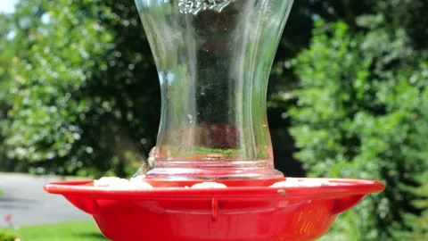 Female Ruby Throated Hummingbird hovers and eats at bird feeder Stock Footage 137348093