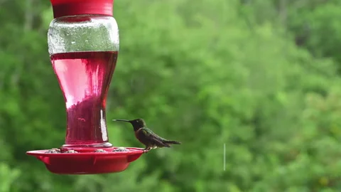 Female Ruby-throated Hummingbird perching at bird feeder during rain Stock Footage 311646227
