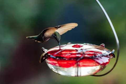Female ruby throated hummingbird. Stock Photos