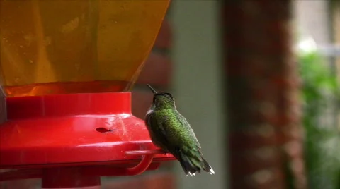 Female Ruby-throated Hummingbird01 Stock Footage 859192