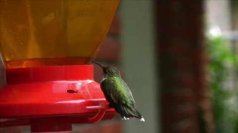 Female Ruby-throated Hummingbird02 Stock Footage 859148