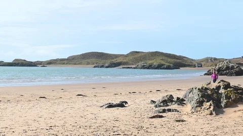 Female runner jogging on the beach with her dog on a sunny day Stock Footage 113003534