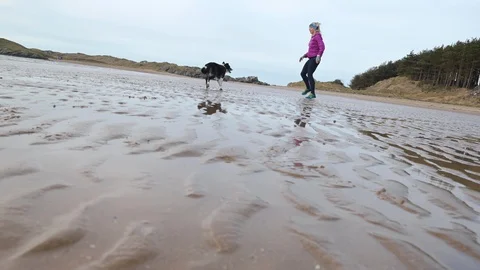 Female runner jogging on the beach with her dog on a sunny day Stock Footage 113006281
