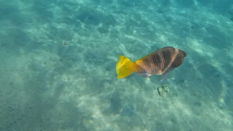 Female Rusty Parrotfish in the Open Ocean near Coral Reef Stock Footage 304766722