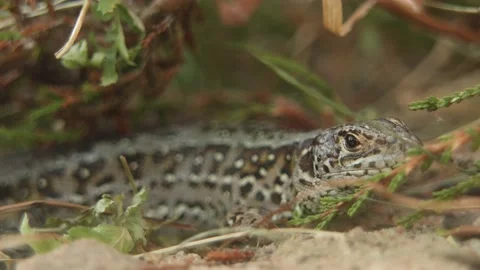 Female Sand Lizard breathing &amp; blinking eyes (Lacerta agilis), Close, 4k Stock Footage 231345507