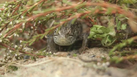 Female Sand Lizard looking into camera &amp; blinking eyes (Lacerta agilis), Close Stock Footage 231350848