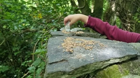 Female scattering bird seed on stone wall for forest wildlife in North Wales Stock Footage 337532540