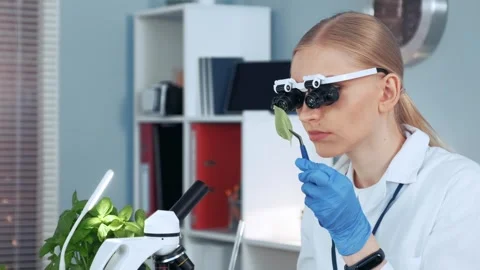 Female scientist examining green leaf sample in modern laboratory Stock Footage 340982972