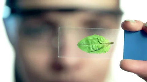 Female scientist looking at plant leaf in glass slide HD 스톡 동영상 29645053