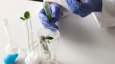 Female scientist looking at plant leaf in glass slide 動画素材 93399268
