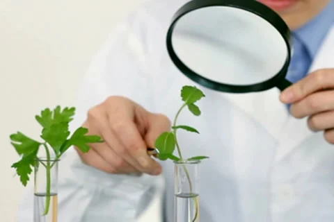 Female scientist with magnifying glass analyzing plants in test tubes, steadicam Stock Footage
