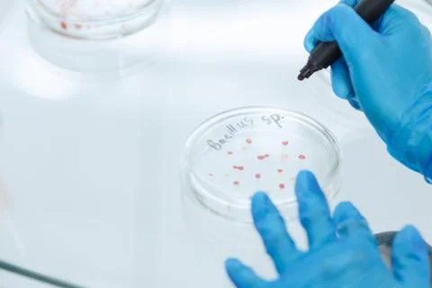 Female scientist marking a Petri dish with a colony of bacteria. Stock Photos