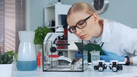 Female scientist observing hamster behavior in laboratory experiment Video stock 340980815