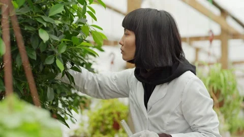 Female scientist taking leaf sample in greenhouse Stock Footage 142406784