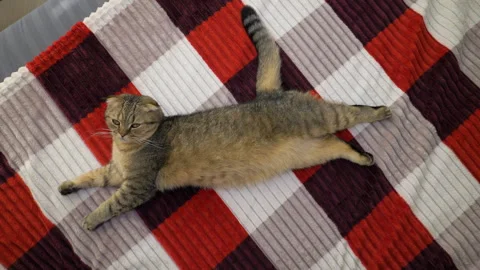 A female Scottish Fold cat is lying on the bed and looking into the camera lens Stock Footage 340150353