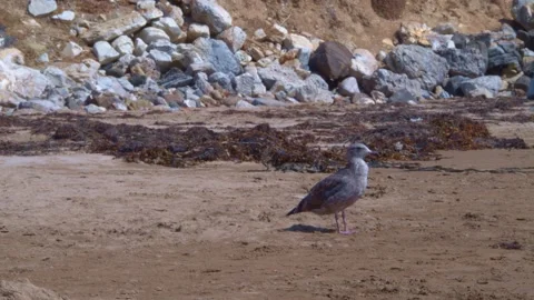 Female Seagull Standing On The Beach Looking Out To Sea Video stock 152800529