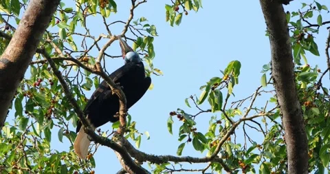 A female seen from below looking around to the right fruit to eat, Stock Footage 269506519