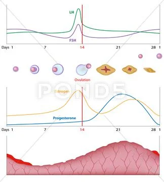 Female sexual cycle Stock Illustration