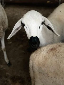 Female Sheep Stock Photos