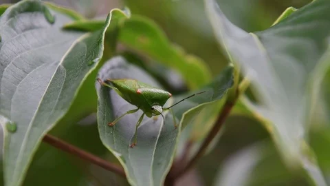 Female shield bug sitting Video stock 83467783