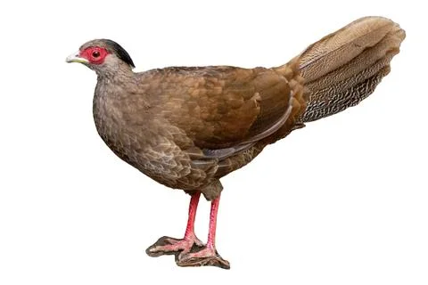 Female Siamese Fireback Pheasant Standing Isolated on White Background Stock Photos