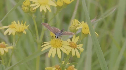 Female Silver-studded Blue drinks Nector and Takes off Stock Footage 79544671