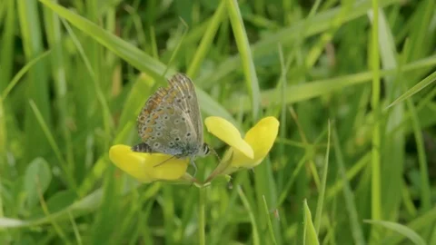 Female Silver-studded Blue Opening and Closing Wings 스톡 동영상 80722158