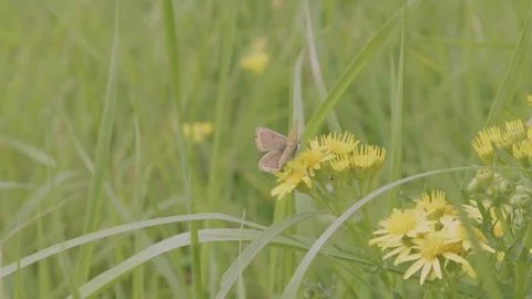 Female Silver-studded Perched in Foreground as Male Lands in Background Stock-Footage 79543441