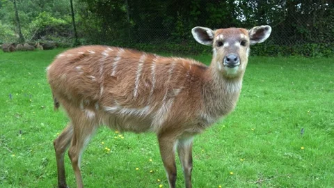 Female sitatunga antelope Stock Footage 191513730