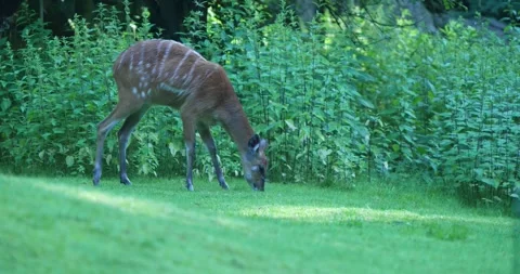 A Female Sitatunga Is Grazing in the Forest Stock Footage 268087236